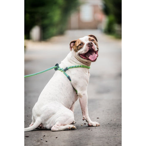 Harness Lead Peacock Blue Lime ML
